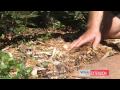 The Benefits of Mulching