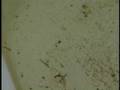 Rains Bring More Mosquitoes