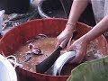 Clean A Fish In 20 Seconds! Clean A Fish In 20 Seconds!