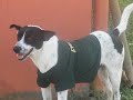 Nuetra Mascota equipo Cyclones Nuetra Mascota equipo Cyclones