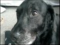 Dog Campaign for Real Beauty
