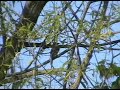 Alder Flycatcher - Forsyth County, GA