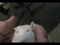 Salah The Rat Music Video--David Gilmour "The Blue" 
