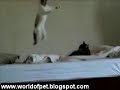 Cat Sneak Attack Slow Motion
