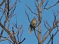 Zorzal charlo (Turdus viscivorus)