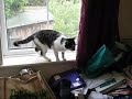 Scaracat