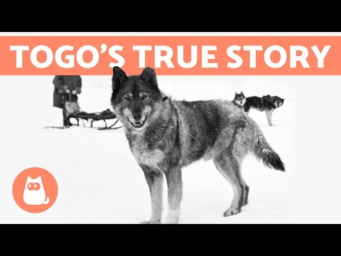The REAL STORY of BALTO and TOGO 🐺❄️ Discover the Truth!