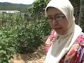  Pupuk Formula Sayuran Biji