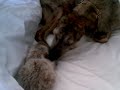 big dog meets tiny kitten... big dog meets tiny kitten...