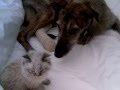 Perry Pup and Kittyloaf