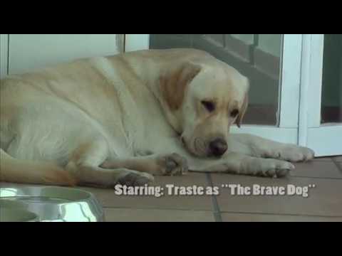 labradors - Traste defends the house against and ugly Ninja that tries to break in. This is a