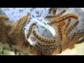 Western Tent Caterpillars