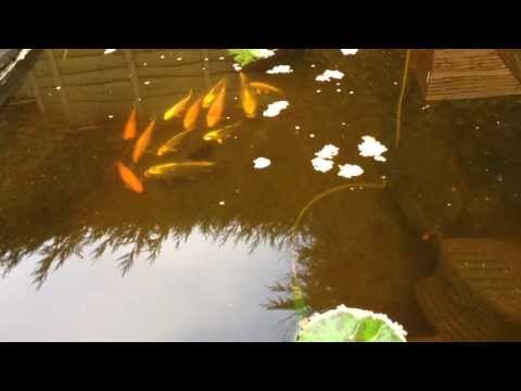 how to grow koi fish