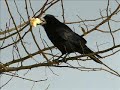 le corbeau et le renard version ch'ti