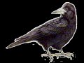 le corbeau et le renard version ch'ti