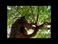 there are 118 trees in full green dress in malcolm x park.  here's a partial sampling of them set to the cuckoo by west philly's own skip heller trio.  hear more of them at myspace.com/skiphellertrio

http://www.malcolmxpark.org