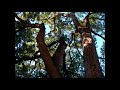 there are 118 trees in full green dress in malcolm x park.  here's a partial sampling of them set to the cuckoo by west philly's own skip heller trio.  hear more of them at myspace.com/skiphellertrio

http://www.malcolmxpark.org