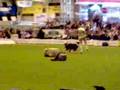Heelwork to Music Demo Crufts 2005