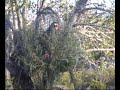 Puesto perdizconreclamo 1ª parte