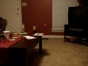 crazy cat with lazer pointer
