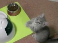 Cute Little Cat!