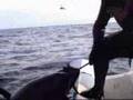 Brandon Whiddett 229 kgs Tuna Fish hunt