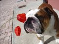 AL MIO CICCIO NEL SUO 5� COMPLEANNO