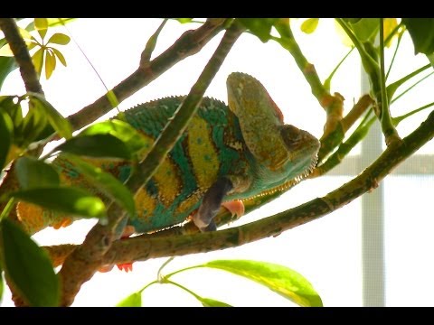how to care for a veiled chameleon