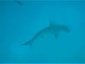 Galapagos - Tiburones martillo - Hammerhead Shark