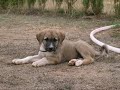 Pashaa Videoo Pashaa Videoo