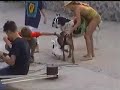 Fight between dog and duck, gevecht tussen een hond en eend