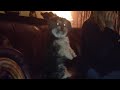 Dramatic dog is HUNGRY (ORIGINAL)