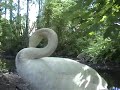 a swan as two guys fight in the background ??