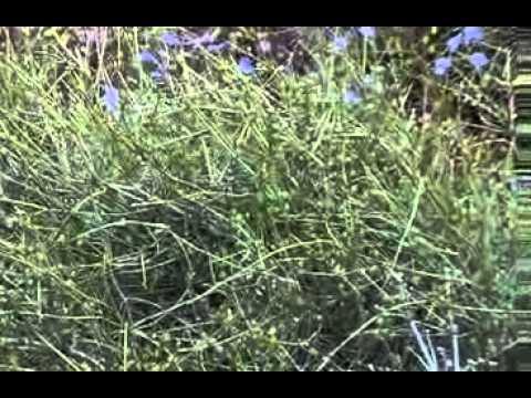 how to harvest ephedra