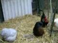 videos de 8th Jan 2009