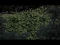 880 SUMMIT AVENUE - FILM III: THE GROUNDS