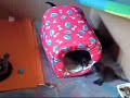 Gatos paraquedistas a brincar!