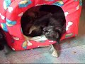 Gatos paraquedistas a brincar!