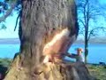 felling a big tree felling a big tree