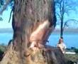 felling a big tree