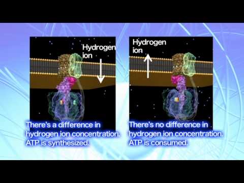 The regulatory mechanisms of ATP synthase