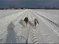 alaskan malamutes