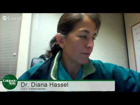 how to cure equine colic