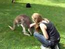 Robin Petting the Kangaroo