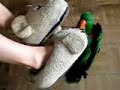 Eclectus Charlie is a great warrior :-) Eclectus Charlie is a great warrior :-)