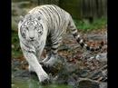 x. Animals in Focus! .x
