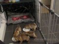 shar pei puppies 4 weeks old feeding frenzy