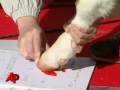 Japan Welcomes Year of the Ox