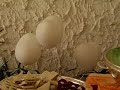la festa delle tette giganti la festa delle tette giganti