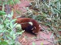 Pandas in China